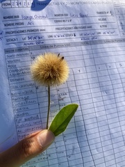 Stenachaenium megapotamicum