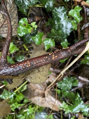 Nectria cinnabarina