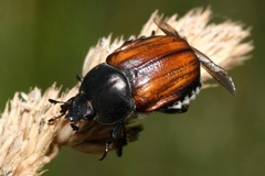 Anisoplia lata