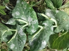 Erysiphe pisi