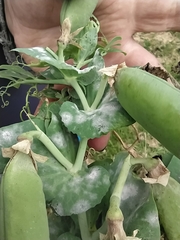 Erysiphe pisi