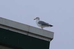 Larus argentatus