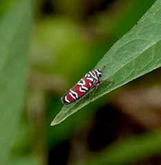 Agrosoma placetis