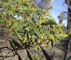 Acacia ixiophylla