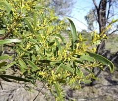 Acacia ixiophylla