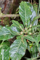 Psychotria erythrocarpa