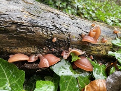 Auricularia auricula-judae