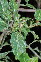 Psychotria erythrocarpa