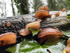 Auricularia auricula-judae