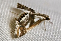 Chrysendeton imitabilis