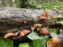 Auricularia auricula-judae