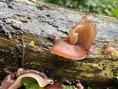 Auricularia auricula-judae