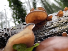 Auricularia auricula-judae