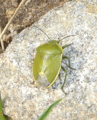Chlorochroa juniperina