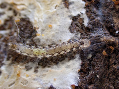 Sagephora phortegella