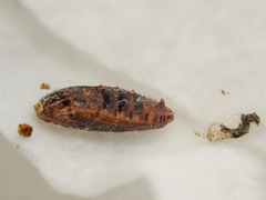 Sagephora phortegella