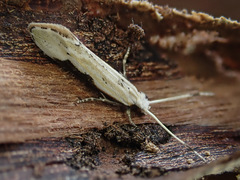 Sagephora phortegella