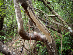 Sagephora phortegella