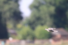 Streptopelia decaocto