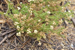 Baccharis boliviensis