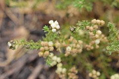 Baccharis boliviensis