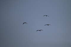 Plegadis falcinellus