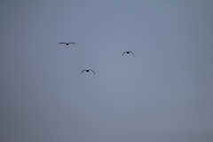 Plegadis falcinellus