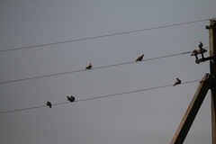 Streptopelia decaocto