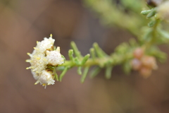 Baccharis boliviensis