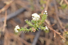Baccharis boliviensis