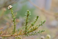 Baccharis boliviensis