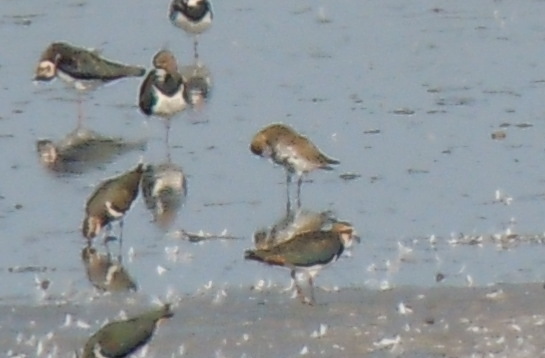 European Golden Plover