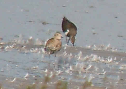 European Golden Plover