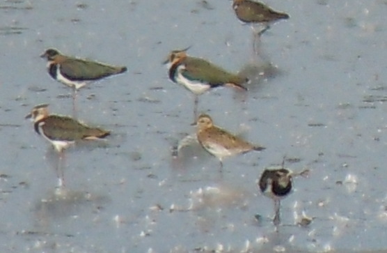 European Golden Plover