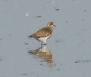 European Golden Plover