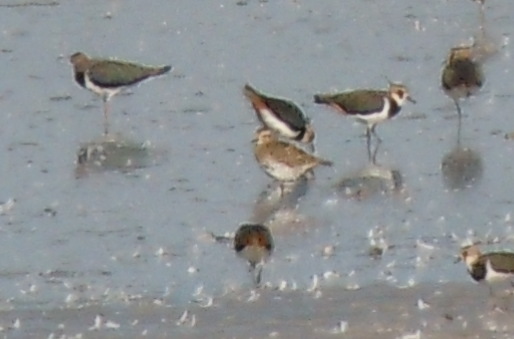 European Golden Plover