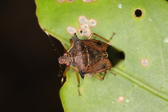 Podisus distinctus