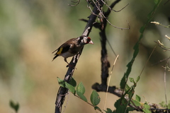 Carduelis carduelis
