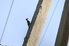 Dendrocopos syriacus