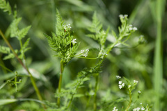 Anthriscus caucalis
