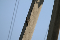 Dendrocopos syriacus