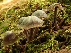 Mycena alcalina