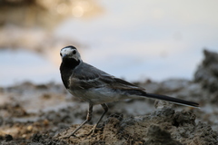 Motacilla alba
