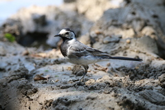 Motacilla alba