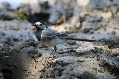 Motacilla alba