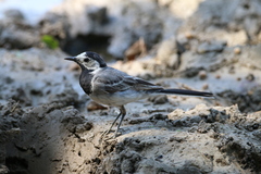 Motacilla alba