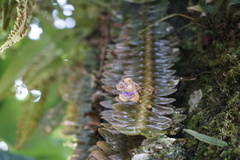 Dichaea