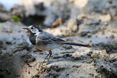 Motacilla alba
