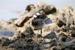 Motacilla alba