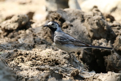 Motacilla alba